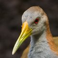 IMG_0922